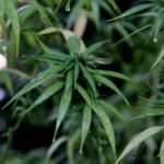 Repuntan decesos a causa del Covid-19 en Aguascalientes