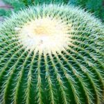 Para “tranquilidad de los empresarios”, gobierno asumirá parte en el pago de pensiones, dice AMLO